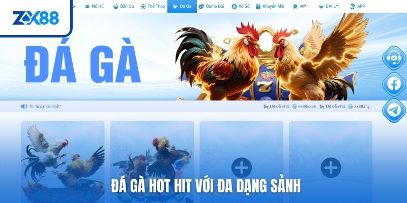 Đá gà hot hit với đa dạng sảnh